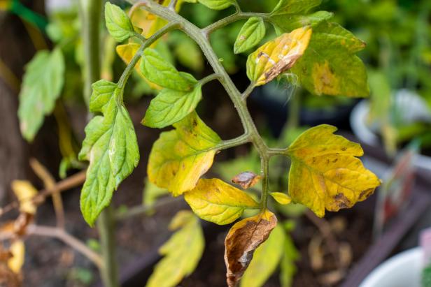 10 Reasons for Yellowing Tomato Leaves and How You Can Fix Them