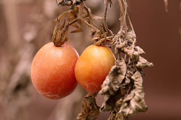 Tomatoes on withered plant.