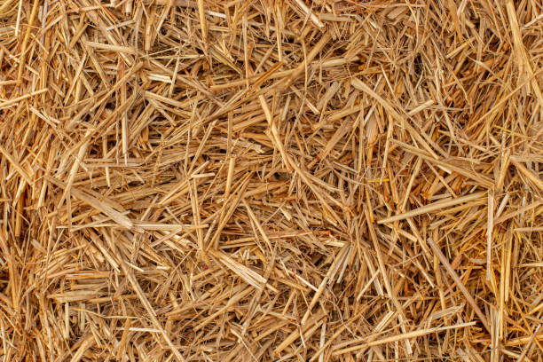 8 Differences Between Straw and Hay and How to Use Each