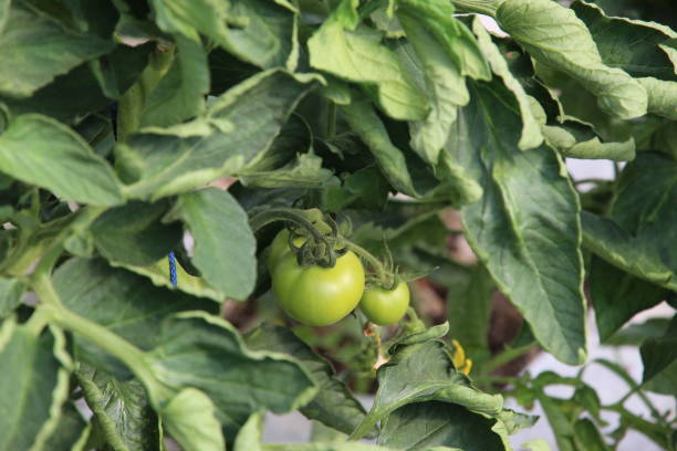 9 Reasons Why Your Tomato Leaves Are Curling and How You Can Fix Them