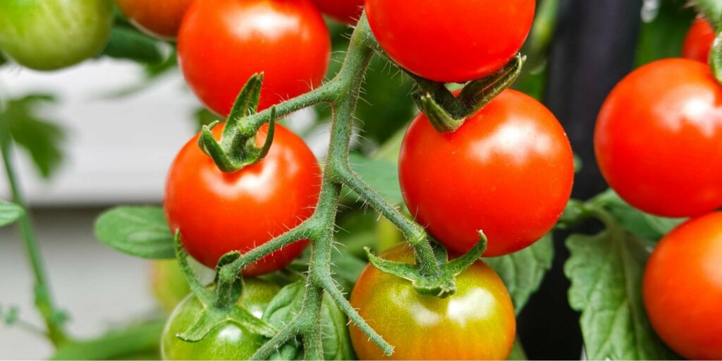 Boost tomato plant growth