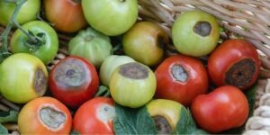 Can Epsom salt prevent blossom end rot
