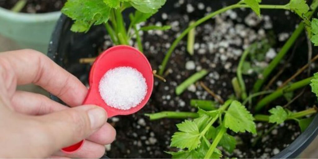 Can I put Epsom salt directly on my soil