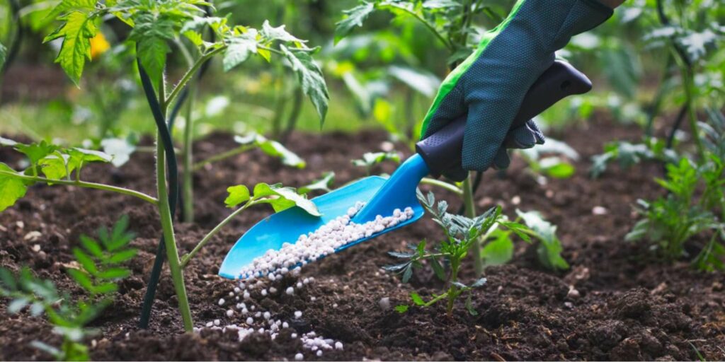 Can I use Epsom salt as a fertilizer
