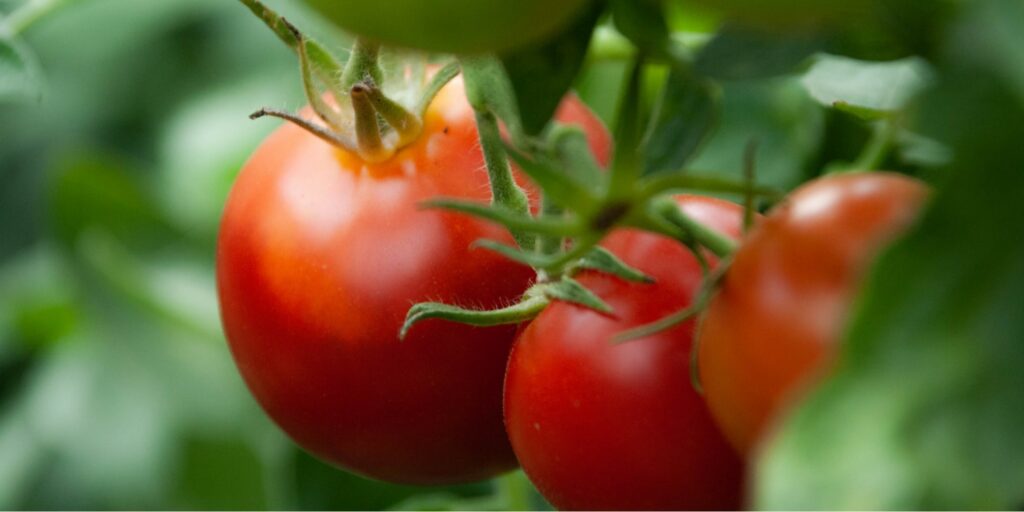 Can too much Epsom salt hurt tomato plants