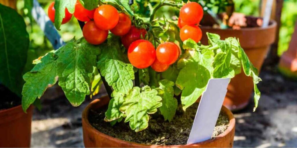 Complete Guide to Growing Tomatoes in Pots