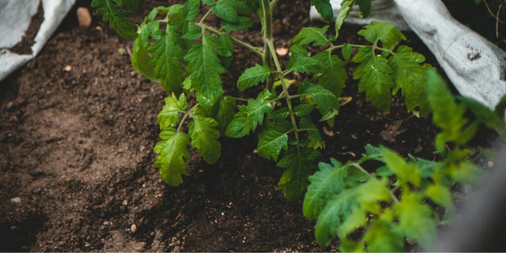 Fix yellowing leaves