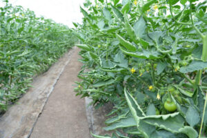 Greenhouse where vegetables are grown in organic soil