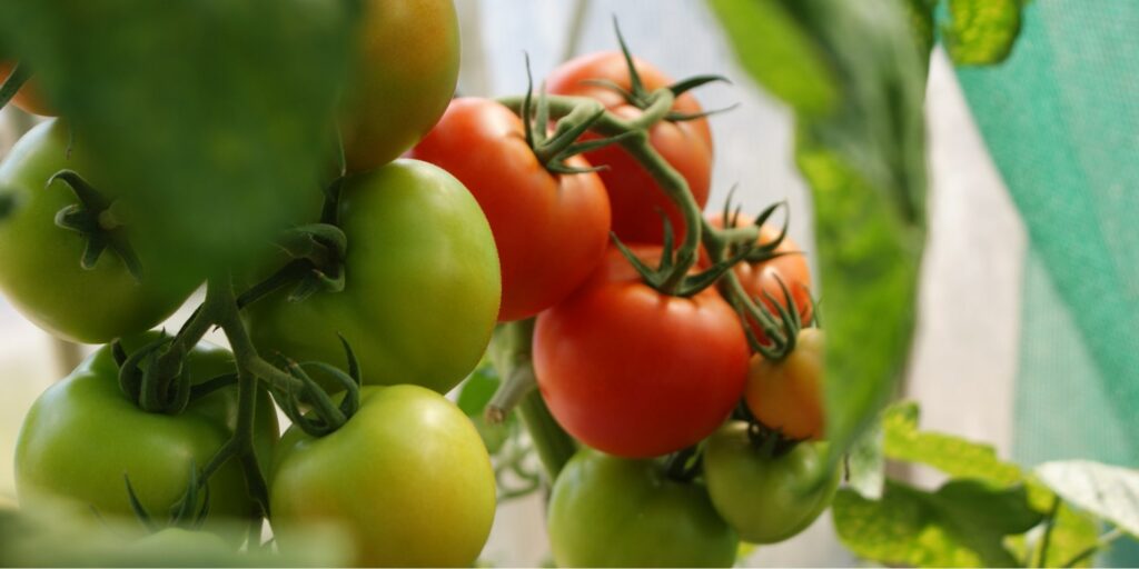 How often should you put Epsom salt to tomato plants
