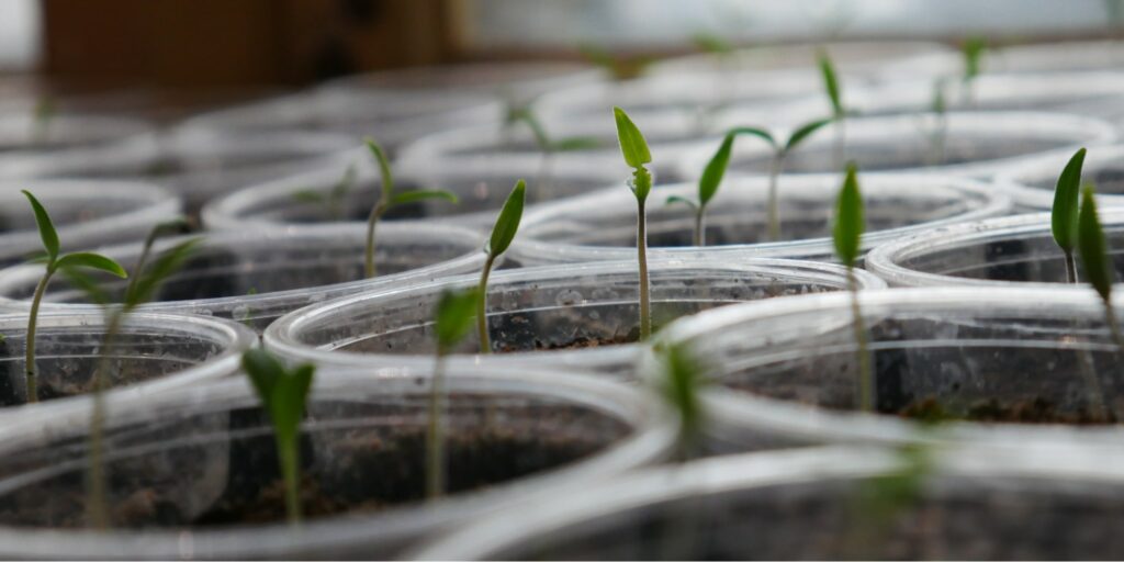 Improve seed germination