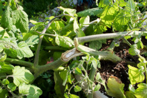 View of a tomato plant branch that has been broken.