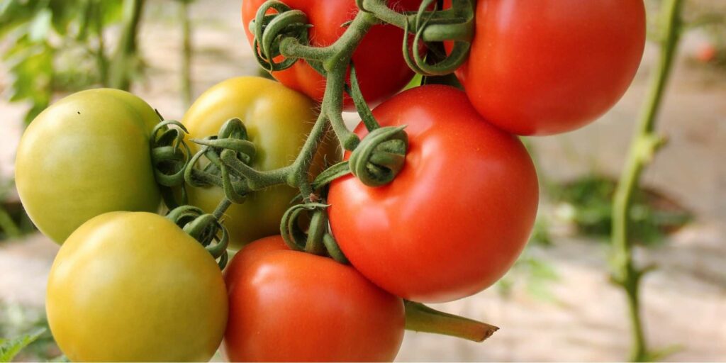 Reduce tomato blemishes