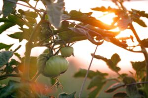 Soil Amending