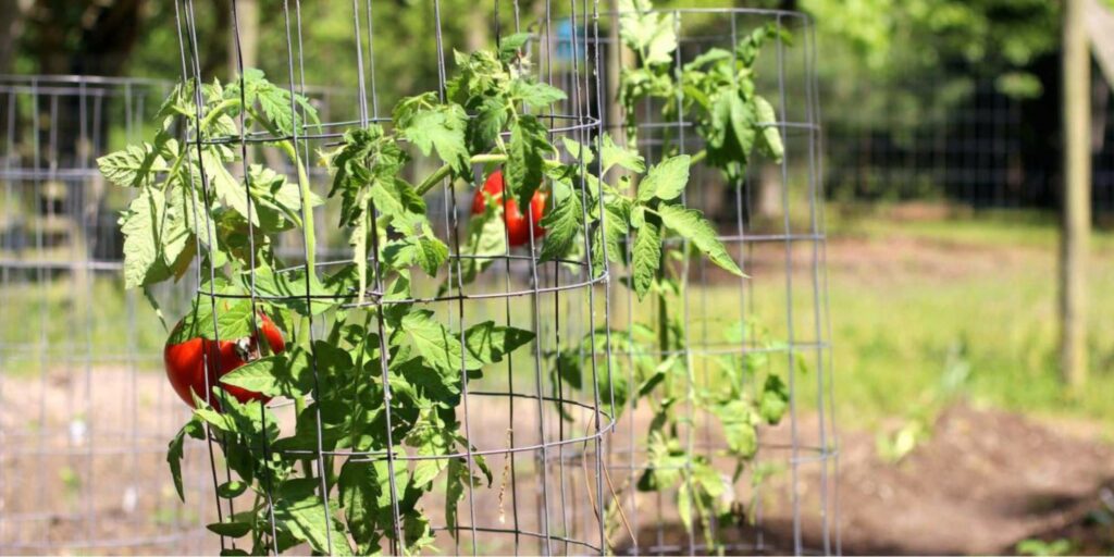 Tomato Cage 101 How They Work and Which To Use