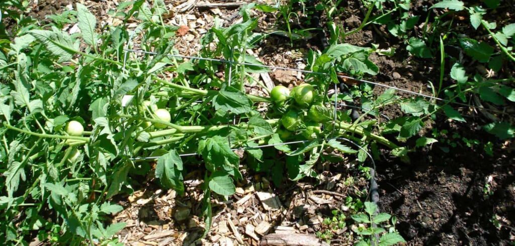 What will happen if I don’t use a tomato cage