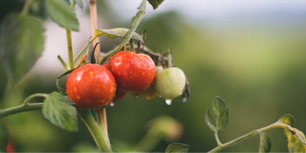 When can you give tomatoes Epsom salt