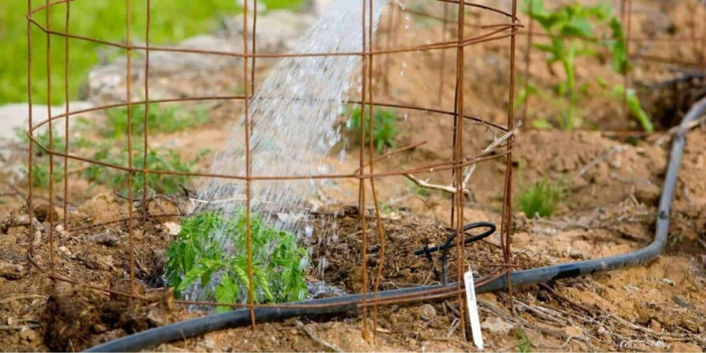 When should I install a tomato cage