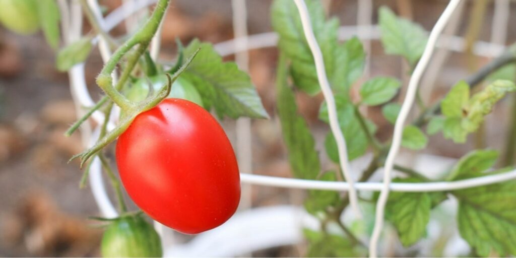 Why should I install a tomato cage
