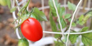 Why should I install a tomato cage