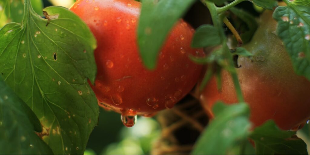Will Epsom salt burn my plants