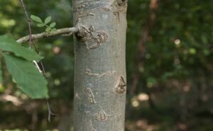 Ash Tree