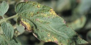 Bacterial Leaf Spot