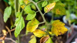 How do I save my tomato plant from underwatering
