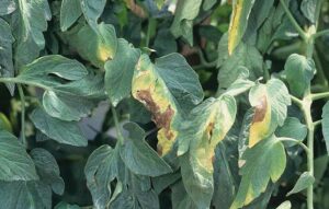 Verticillium Wilt