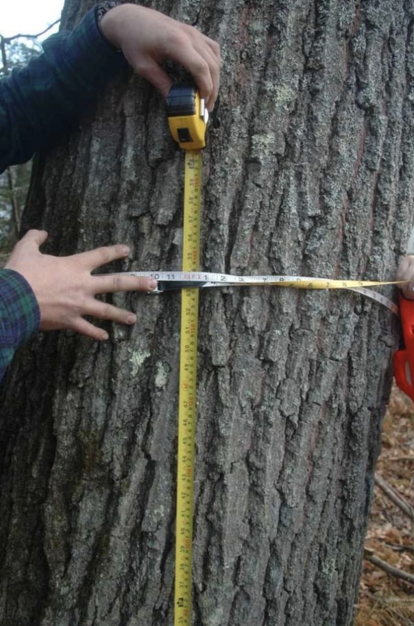 How much do trees weigh: Formula and Factors affecting the Weight of a Tree