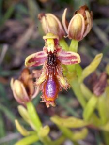 Ophrys Regis-Ferdinandii (Ophrys speculum)