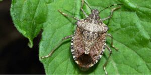 Stink bugs