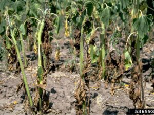 Verticillium Wilt