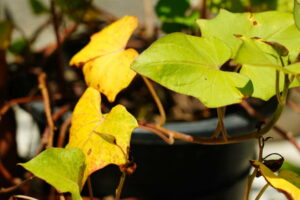 Leaves