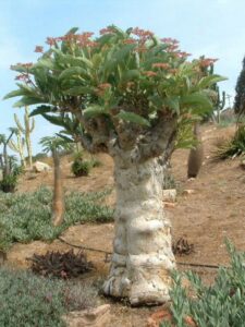 Bastard Cobas (Cyphostemma juttae)
