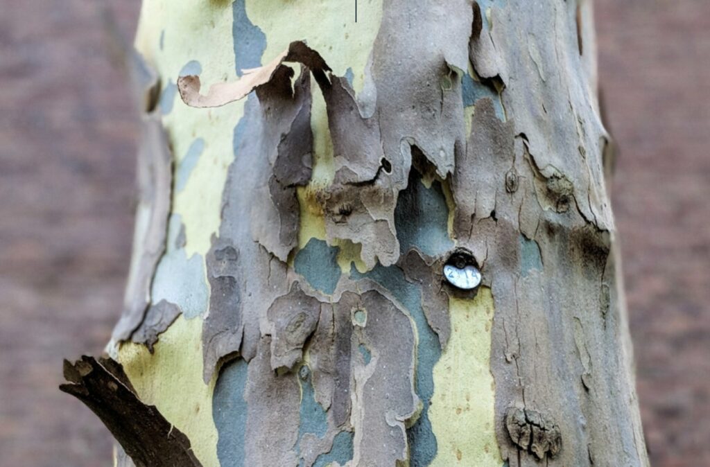 Smooth Bark Trees and How to Identify Them