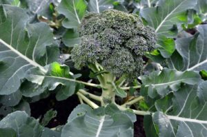 Plant broccoli at an ideal site