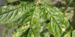 Stink bugs