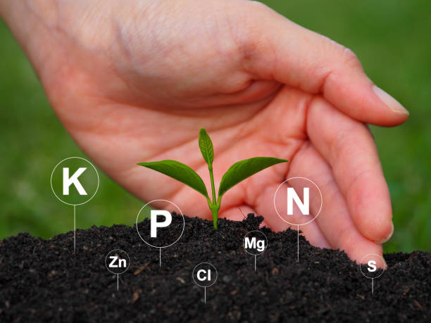 Comprehensive Guide to High Phosphorus Fertilizers