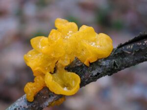 Witch’s Butter