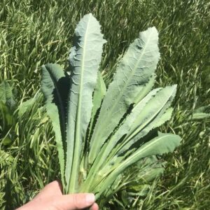 Wild Lettuce