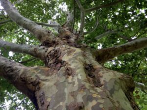 Mexican Sycamore Tree