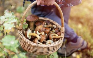 How to identify a poisonous red mushroom