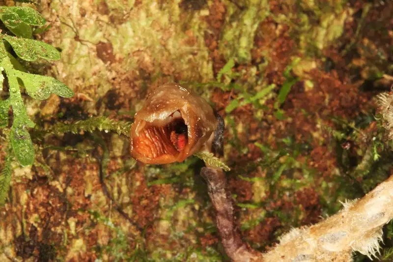 20 Of The World’s Ugliest Flowers