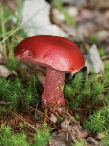 Frost’s Bolete (Butyriboletus frostii)