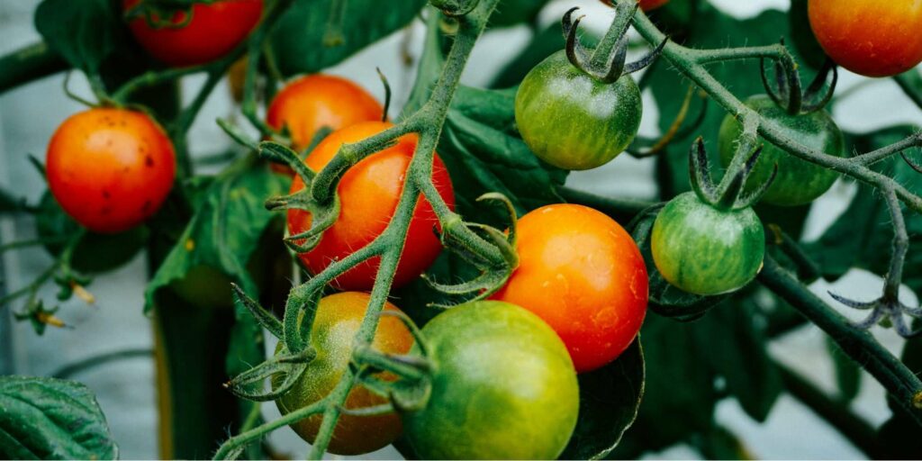 22 Most Common Tomato Pests