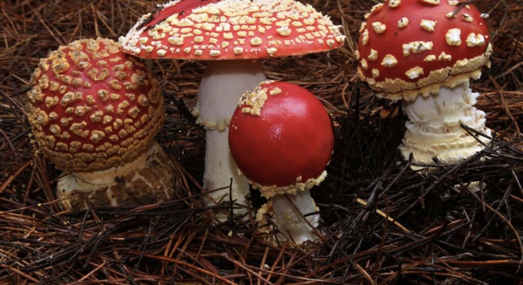 15 Types of Red Mushrooms