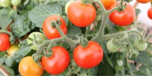 Warmer Soil in Spring