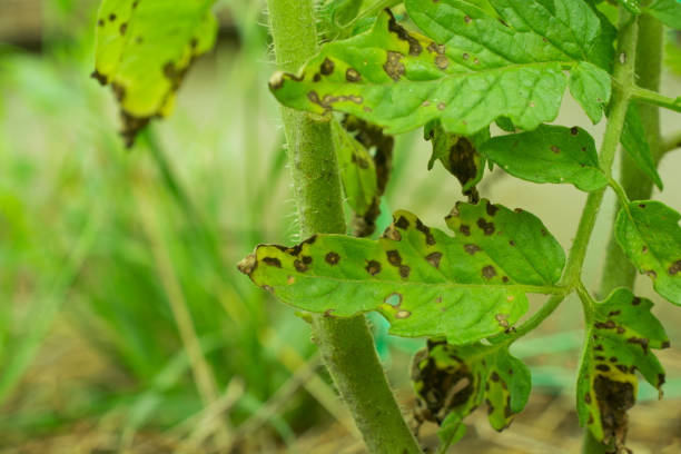 9 Causes of Black Spots on Your Tomato Leaves