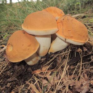 Burnt Orange Bolete