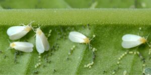 What causes whiteflies